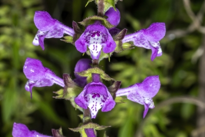 Prairie Brazosmint April 2025